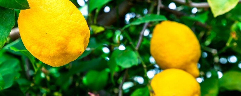 6 beneficios del limón que seguramente no conocías